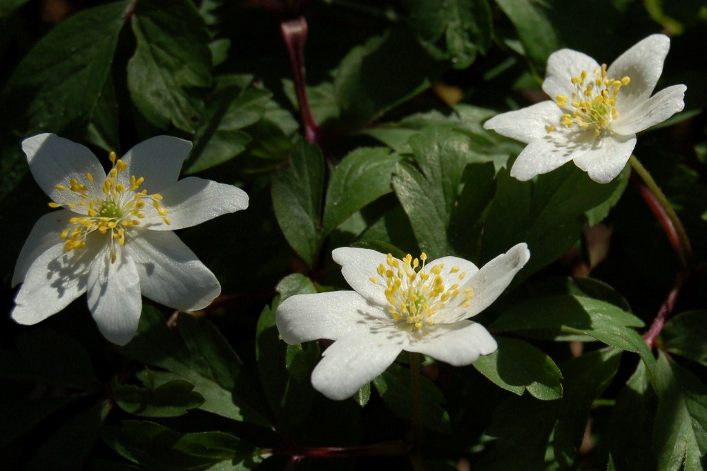 Scilla bifolia, Anemone nemorosa, Viola e Tussilago farfara